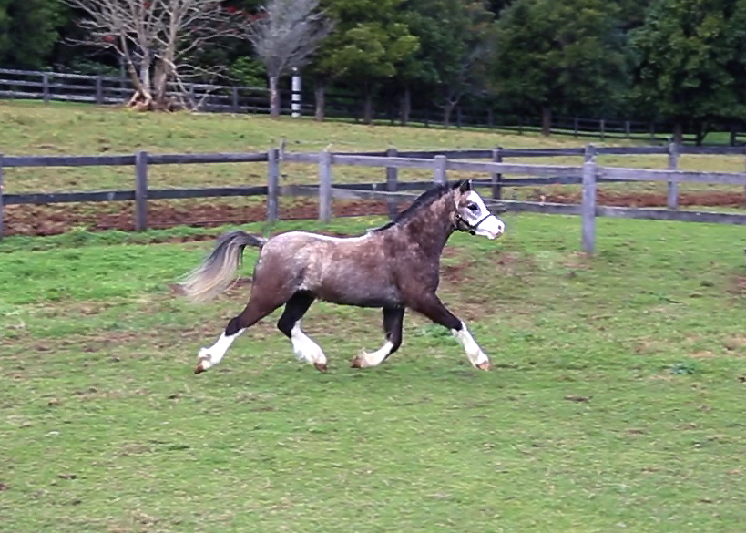 Bellingara Tosca - Welsh Mountain Pony for sale