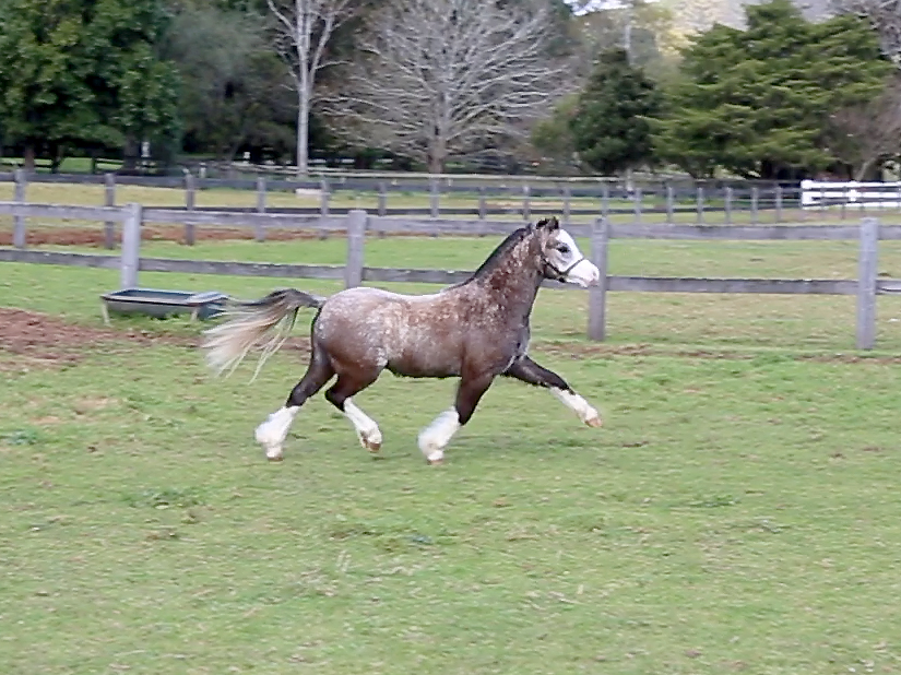 Bellingara Tosca - Welsh Sec A colt for sale