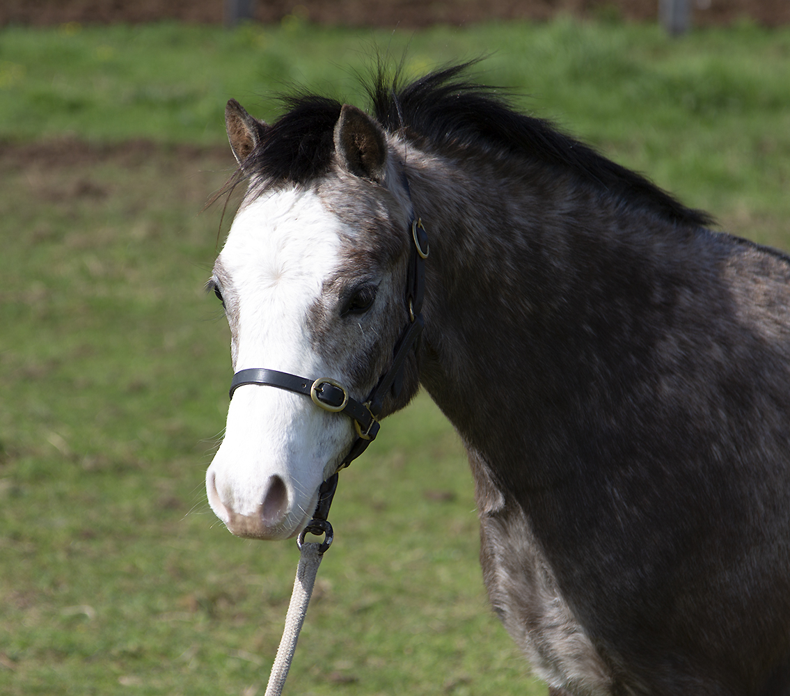 Bellingara Tosca - Welsh Head