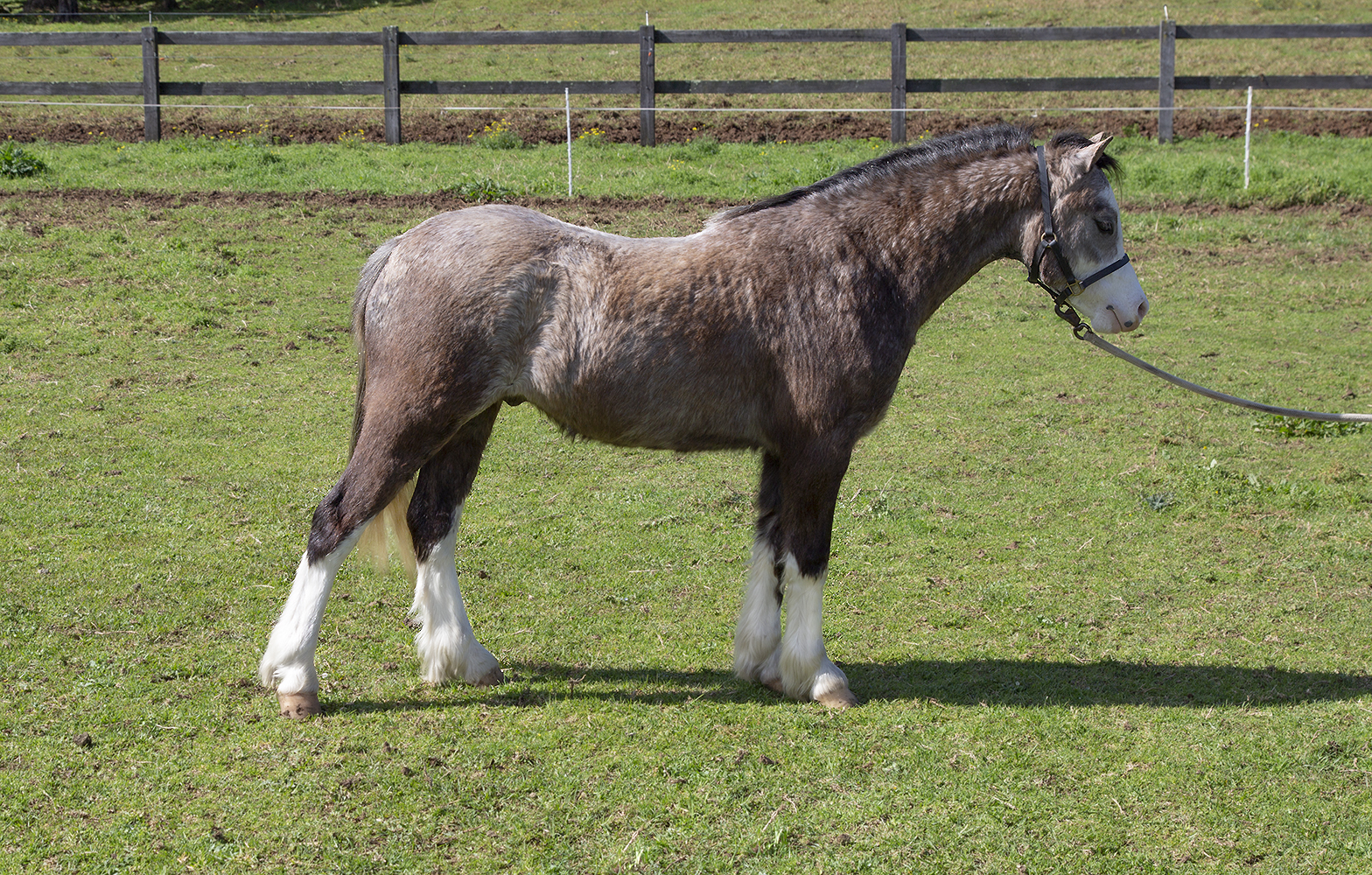 For Sale - Welsh Mountain Pony
