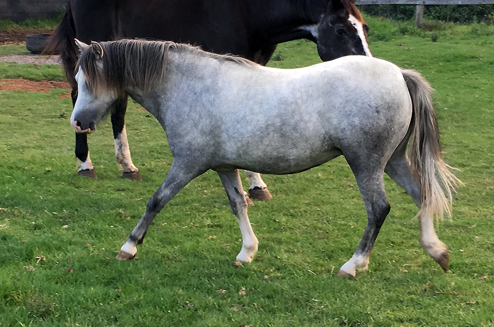Bellingara Trixie - Welsh Sec A Filly For Sale