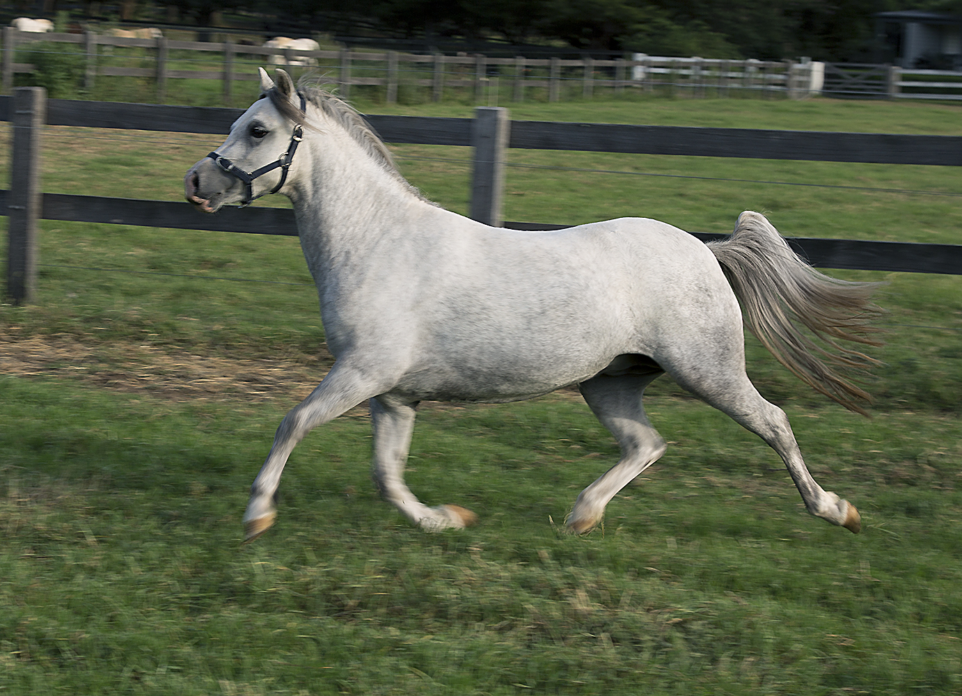 Bellingara Trixie Welsh Pony