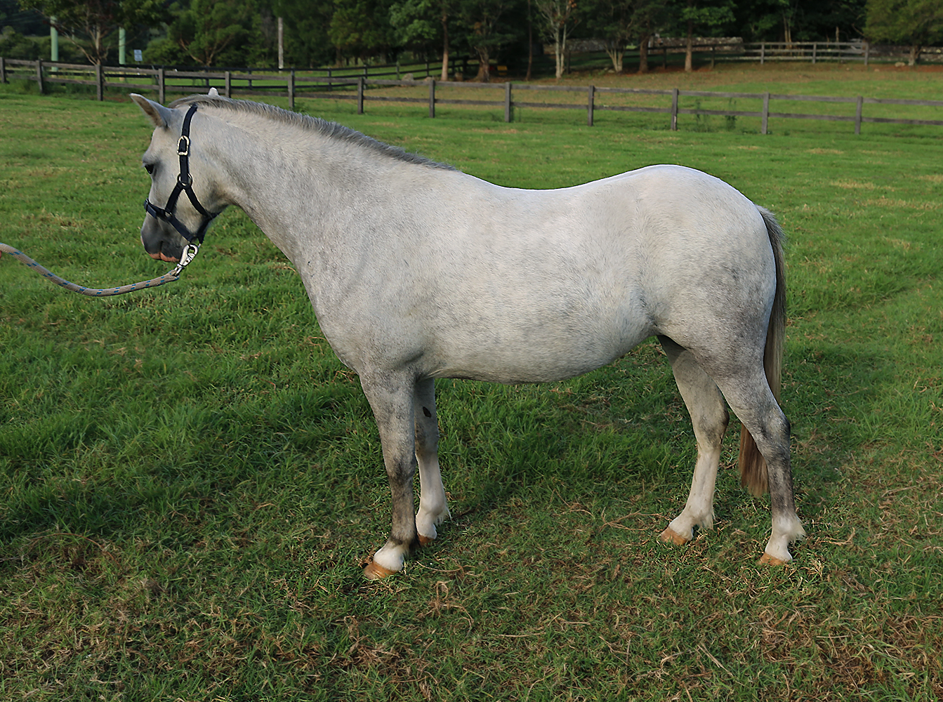 Bellingara Trixie Pony For Sale