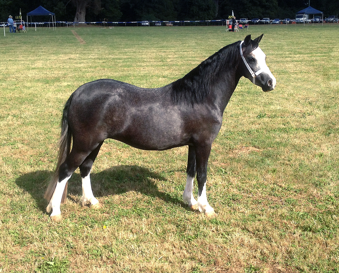 Welsh A Filly For Sale