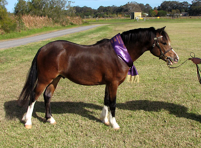 Supreme Led Welsh Pony - Bellingara Sandpiper