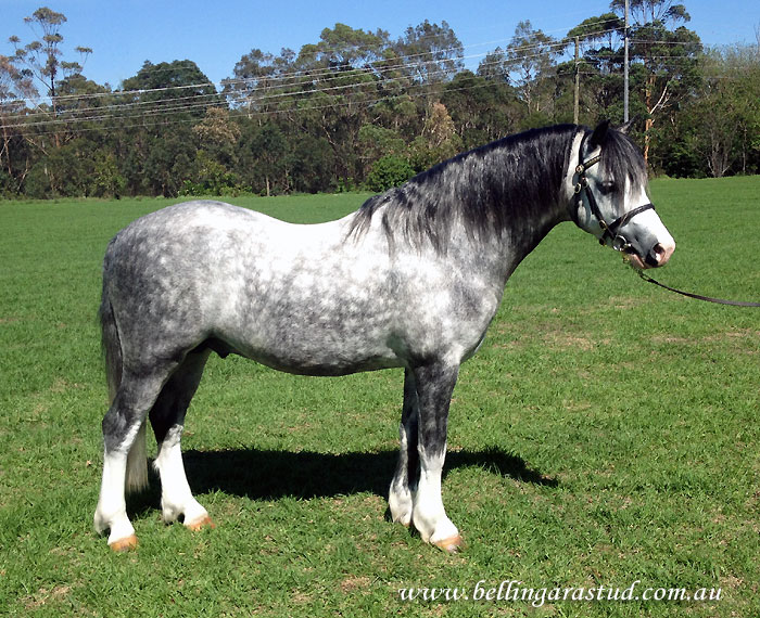 Bellingara Shogun - Champion Welsh A Pony Nowra Show