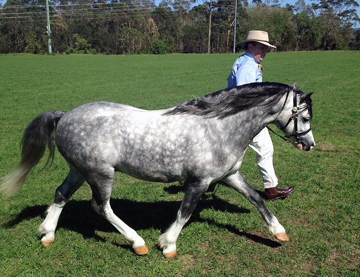 Champion Welsh Mountain Pony Nowra Show - Bellingara Shogun