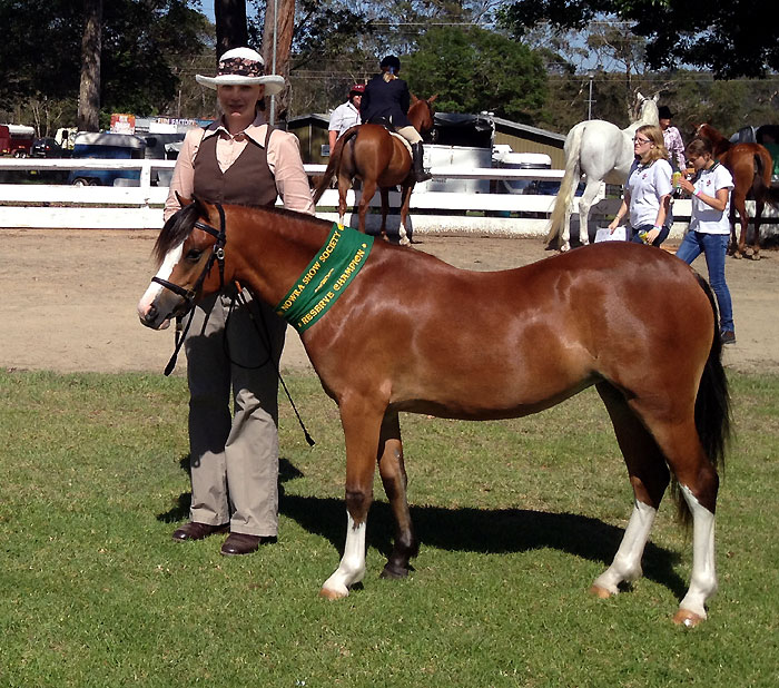 Bellingara Sienna - Reserve Champion Welsh Mountain Pony Nowra Show 2013