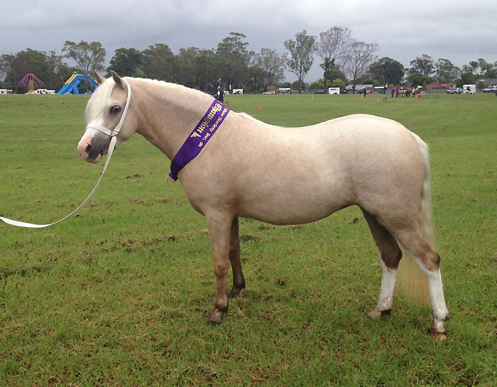 Supreme Welsh Pony Blacktown Show - Bellingara Tinkerbell