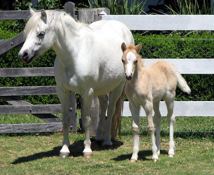 Palomino Welsh Mountain Pony Foal