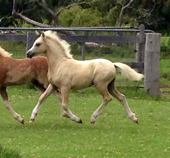 "Bellingara Legally Blonde" - Welsh Sec A palomino filly