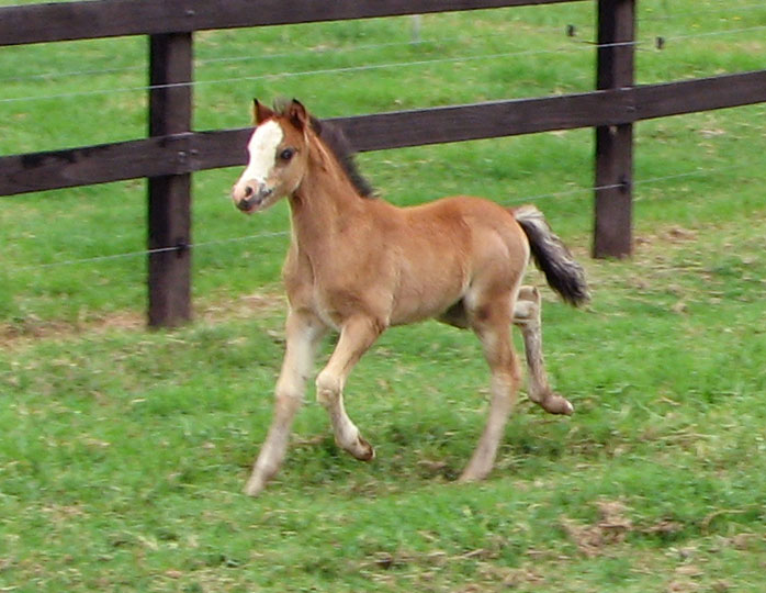 "Bellingara Skipper" Bay Welsh Sec A Colt Foal