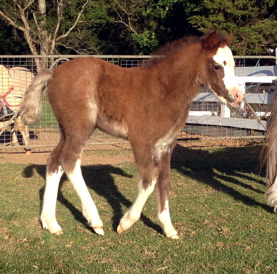 Welsh Mountain Pony Filly Foal by Creswell the Conqueror