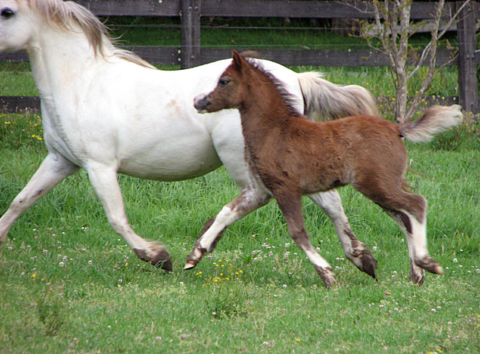 Welsh Mountain Pony Filly Foal For Sale