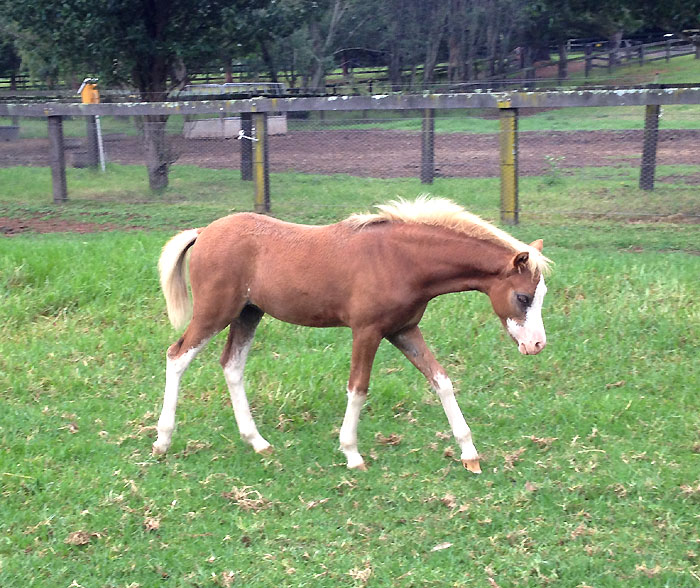 "Bellingara Tribute" - chestnut Welsh Mountain Pony Foal