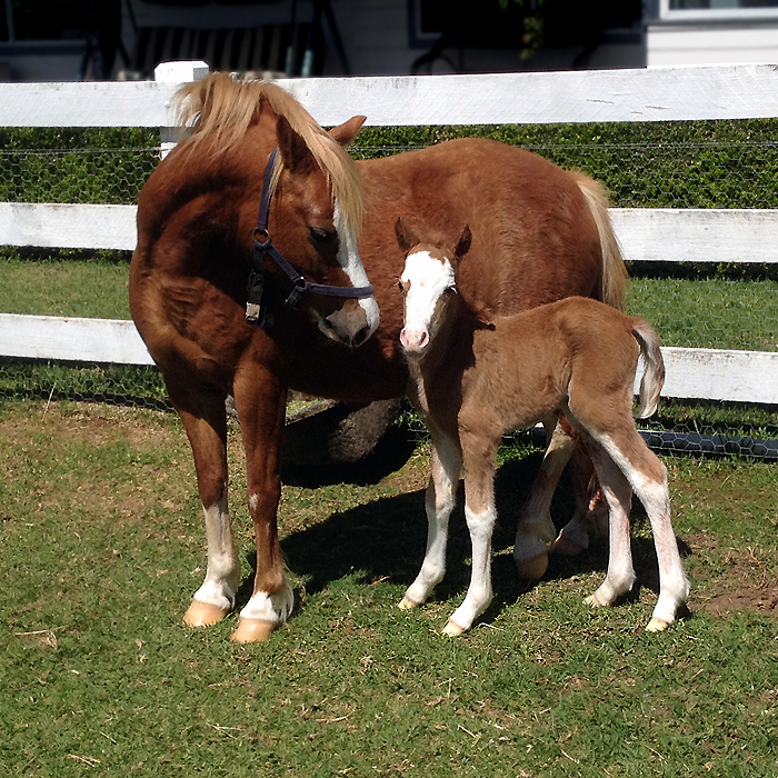 Eagle Park Stardust and her Welsh Mountain Filly Foal by Creswell the Conqueror