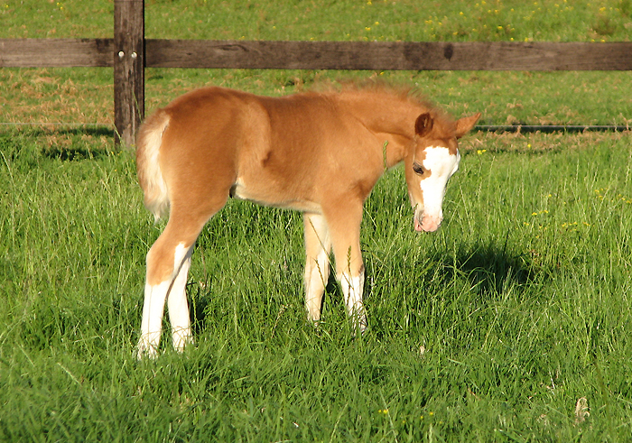 Welsh Mountain Pony Chestnut Filly Foal