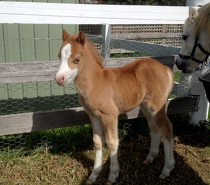Welsh Mountain Chestnut Filly Foal by Creswell the Conqueror x Chelsea Park Lilly