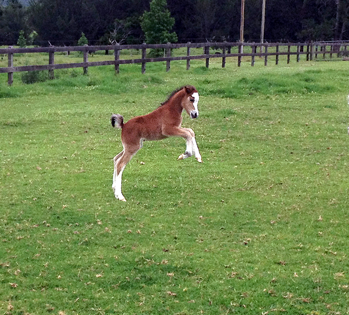 Snowbell's Foal Bay Welsh Mountain Pony Filly Foal by Creswell the Conqueror x Dalgangle Snowbell