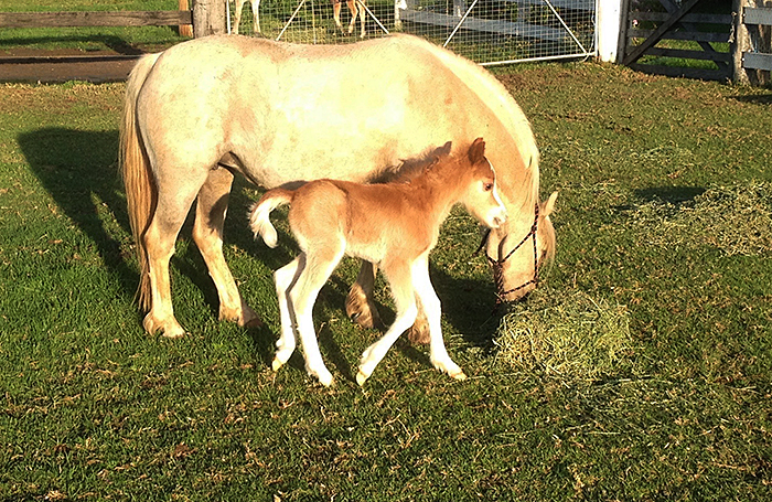 Chestnut Welsh Mountain Pony Colt