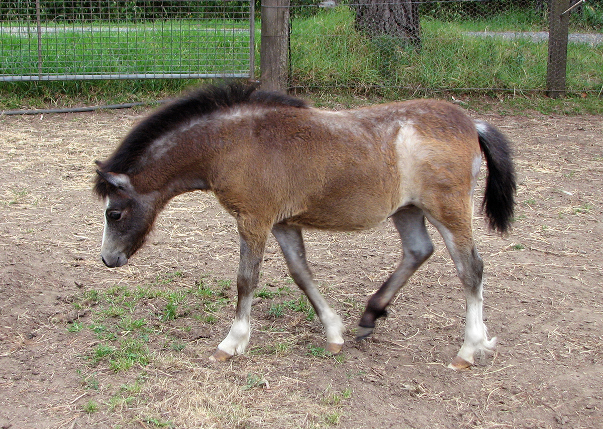 Welsh Mountain Pony Filly Foal