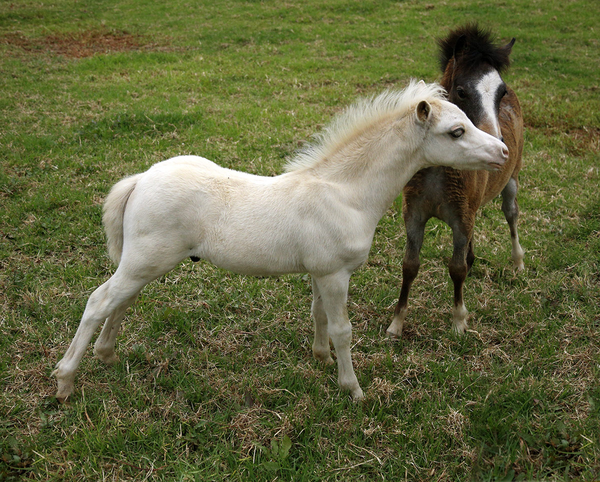 Welsh Mountain Pony Colt Foal Palomino