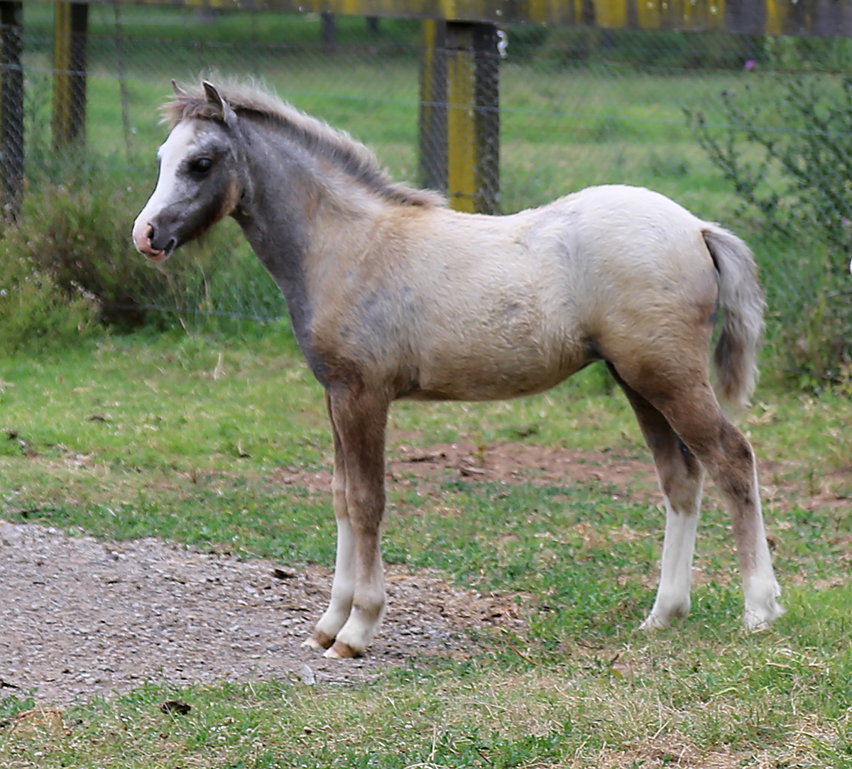 Welsh Mountain Pony Filly Foal