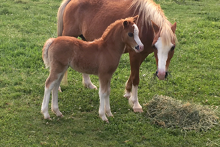 Chestnut Welsh Mountain Pony Filly Foal