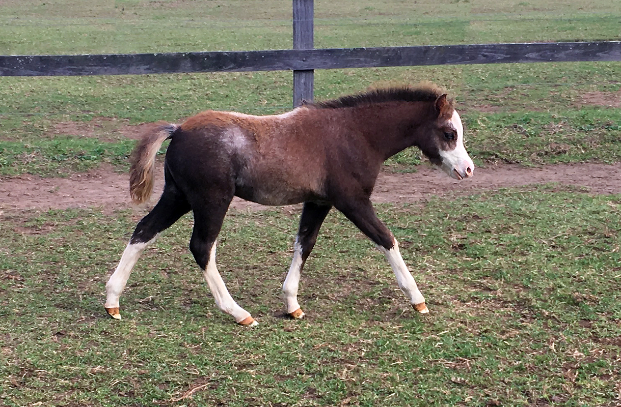 Welsh Mountain Pony Weanling For Sale