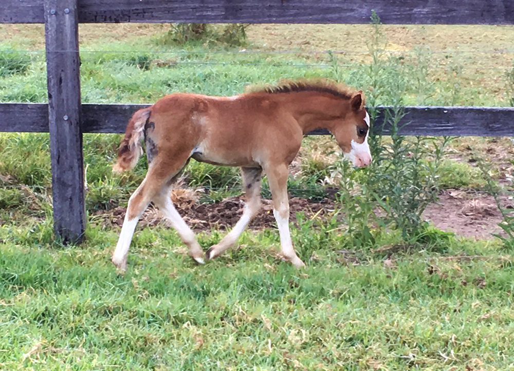 Welsh Mountain Pony Weanling For Sale