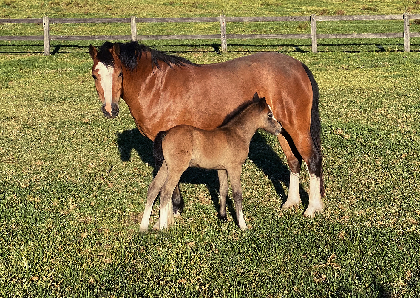 Welsh A Mare & Foal For Sale