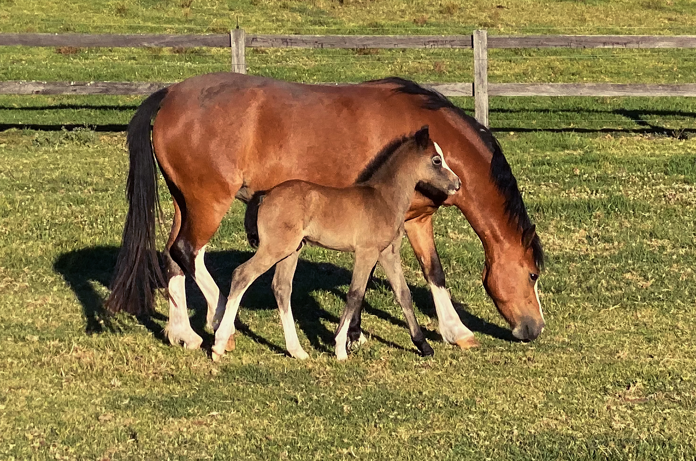 Welsh A Mare & Foal For Sale