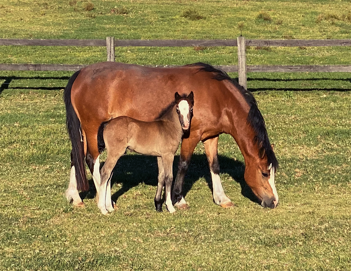 Welsh A Mare & Foal For Sale