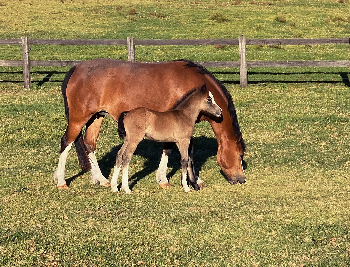 Welsh A Mare & Foal For Sale