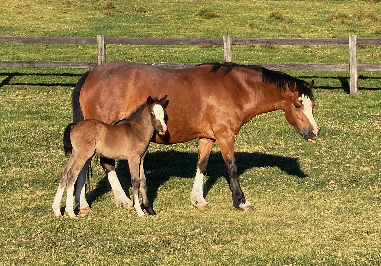Welsh A Mare & Foal For Sale