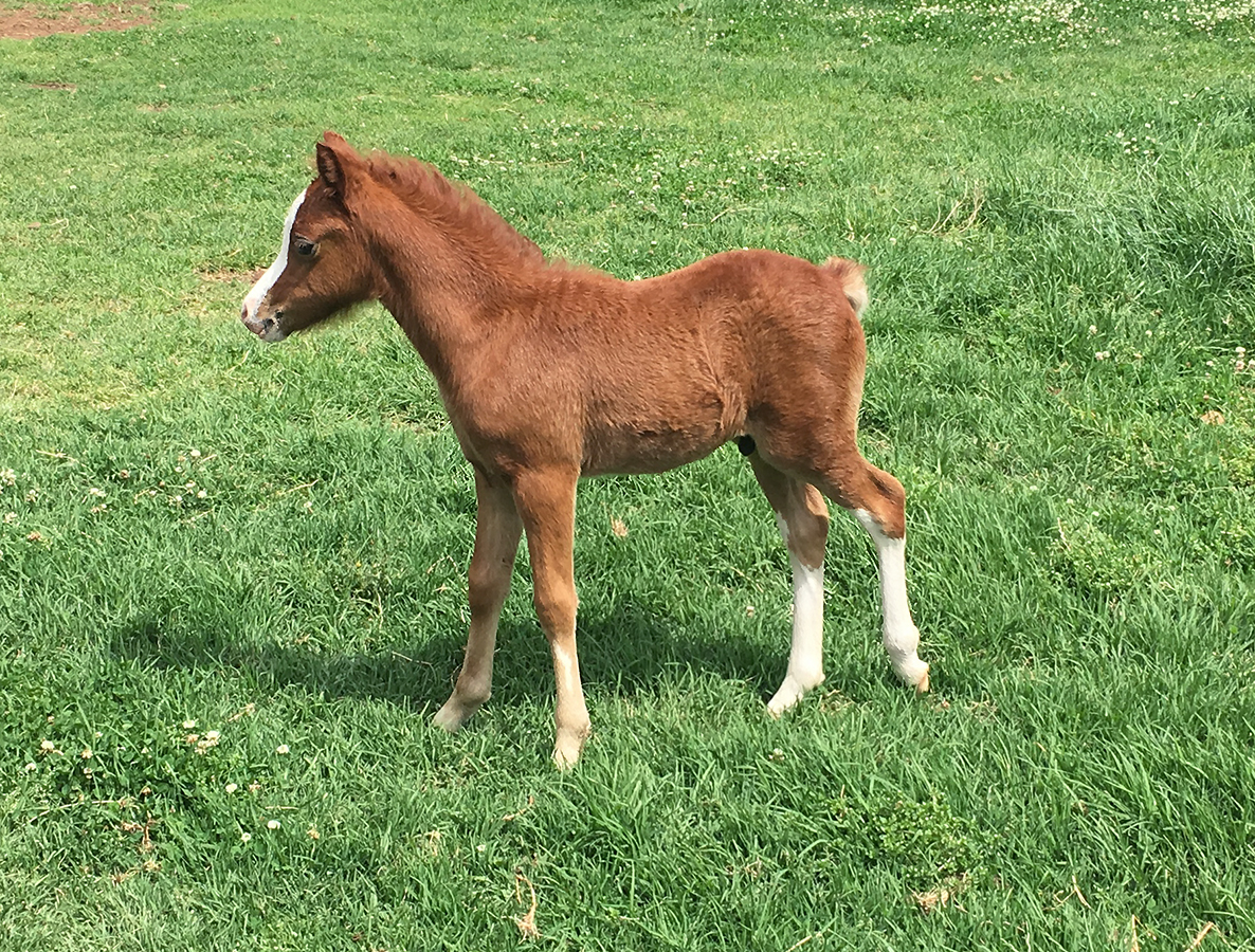 Welsh Sec A Foal For Sale - Bellingara Starsky