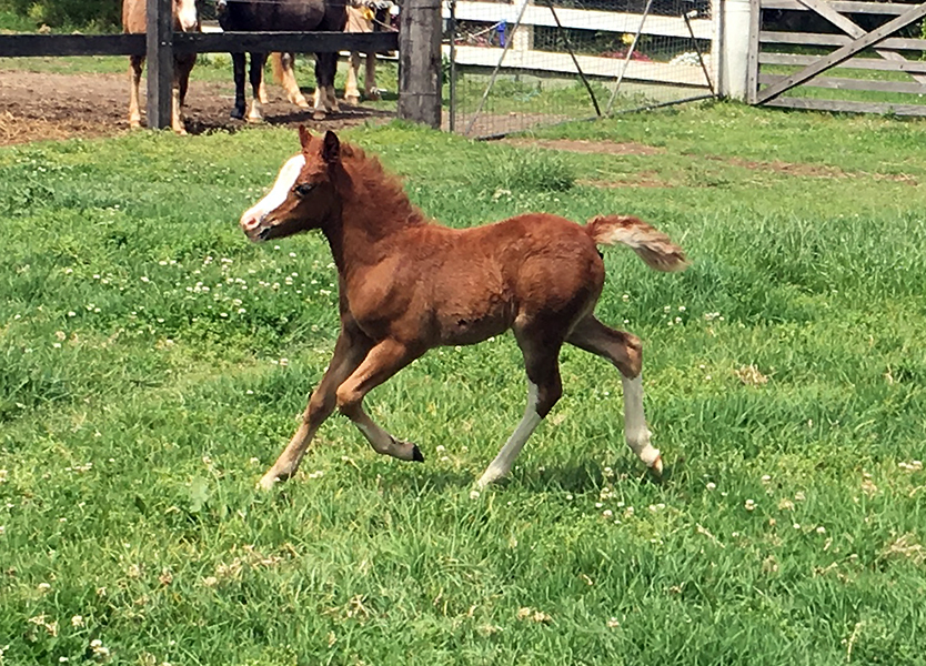Welsh Sec A Foal For Sale - Bellingara Starsky