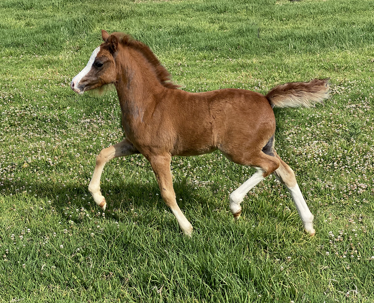Welsh A Foal For Sale