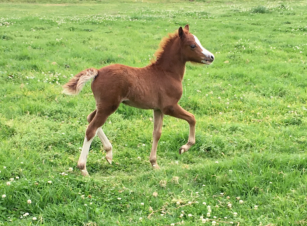 Welsh Sec A Foal For Sale - Bellingara Starsky