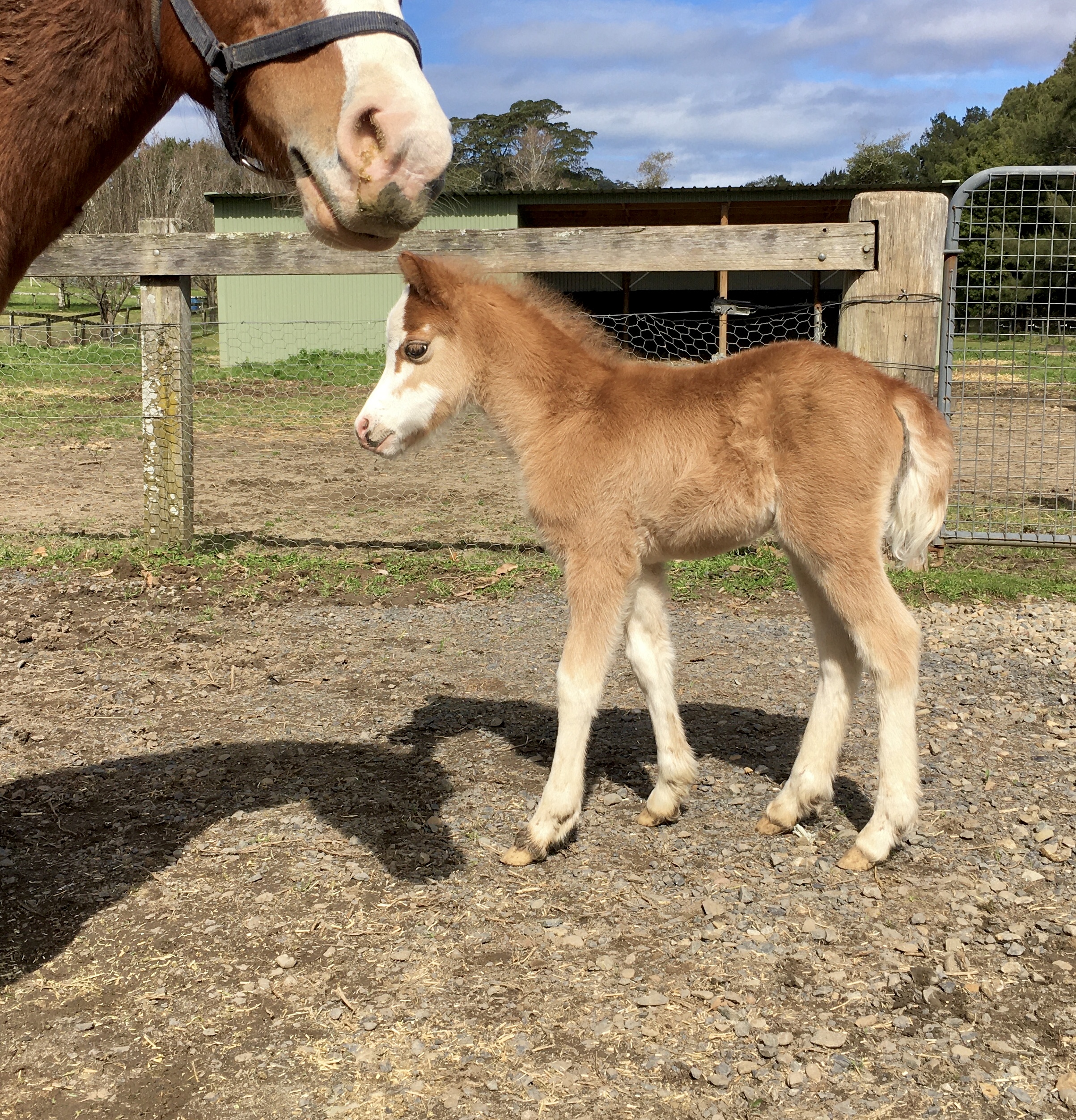 Welsh Mountain Pony foal chestnut colt 2022